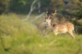 Big Fallow deer stag with large antlers walking in a forest Royalty Free Stock Photo