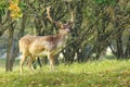 Big Fallow deer stag with large antlers walking in a forest Royalty Free Stock Photo