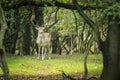 Big Fallow deer stag with large antlers walking in a forest Royalty Free Stock Photo