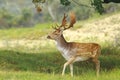 Big Fallow deer buck with large antlers walking in a forest Royalty Free Stock Photo