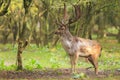 Big Fallow deer stag with large antlers walking in a forest Royalty Free Stock Photo