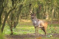 Big Fallow deer stag with large antlers walking in a forest Royalty Free Stock Photo