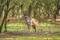 Big Fallow deer stag with large antlers walking in a forest Royalty Free Stock Photo