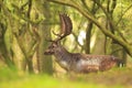 Big Fallow deer stag with large antlers walking in a forest Royalty Free Stock Photo