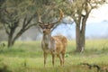 Big Fallow deer stag with large antlers walking proudly in a green meadow Royalty Free Stock Photo
