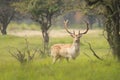 Big Fallow deer stag with large antlers walking proudly in a green meadow Royalty Free Stock Photo