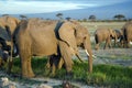 Big family of African bush elephant (Loxodonta africana) Royalty Free Stock Photo