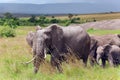 Big family of African bush elephant (Loxodonta africana) grazing in the savannah in Tarangire National Park Royalty Free Stock Photo