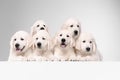 Studio shot of english cream golden retrievers isolated on white studio background