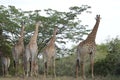 A big family of Giraffe in Marloth park walking on streets around houses Royalty Free Stock Photo