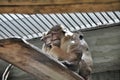 Big family monkeys macaques Royalty Free Stock Photo