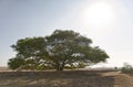 Big and famous Arak or Peelu tree from Thar desert