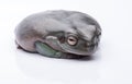 A big, fat Australian Tree Frog, sitting on the ground. Isolated against a pure white background. Royalty Free Stock Photo