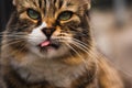 Big fat beautiful fluffy cat sitting on curb. Domestic cat licks its lips