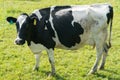 Big fat black and white cow farm animal
