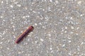 a big fat caterpillar crawls along an asphalt road Royalty Free Stock Photo