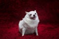 The big fat chihuahua dog sitting on the red carpet Royalty Free Stock Photo