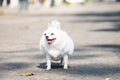 The big fat chihuahua dog walking on road. Chihuahua dog losing weight Royalty Free Stock Photo