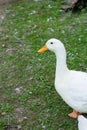 Big fat duck on green grass on farm