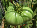 Big Fat Green Tomato in the Garden Royalty Free Stock Photo