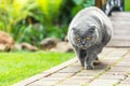 Big fat overweight serious grey british cat with yellow eyes walking on road at backyard outdoors with green grass lawn Royalty Free Stock Photo