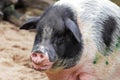 Big fat pig Royalty Free Stock Photo