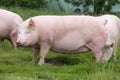 Beautiful sow pink standing on summer meadow