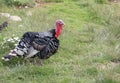 big fat turkey with red wattle also called dewlap on his throat