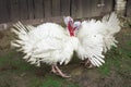 The Midget White Turkey Perfect Homestead. big fat turkey in the farm yard with purebred