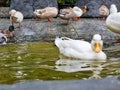 big feather wing animal in wild white duck swimming on the water pond and eating food . group Duck swimming in the clear swamp Royalty Free Stock Photo