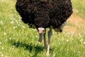 Big feet of the Common Ostrich, Struthio camelus, big male bird walking towards camera with low head Royalty Free Stock Photo