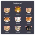 Big feline flat avatars with regular and scientific names Royalty Free Stock Photo