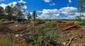 Big felling of the forest. Cut trees lie on the ground next to the tractor on the background of the blue sky Royalty Free Stock Photo