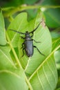 Big female beetle prionus coriarius on green leaf