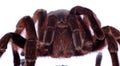 Big female of Brazilian black Tarantula `Grammostola anthracina`