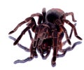 Big female of Brazilian black Tarantula `Grammostola anthracina` Royalty Free Stock Photo