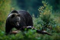 Big female brown bear feeding befor winter. Slovakia mountain Mala Fatra. Evenig in the green forest. Dangers animal, yellow autum