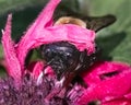 A big female Eastern Carpenter Bee (Xylocopa virginica) feeding on pink Monarda Bee Balm flowers. Royalty Free Stock Photo