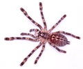 Big female of ivory-billed ornamental Tarantula or montane tiger spider Tarantula Poecilotheria subfusca