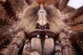 Big female of ivory-billed ornamental Tarantula or montane tiger spider Tarantula Poecilotheria subfusca closeup Royalty Free Stock Photo