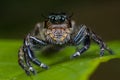 Big female jumping spider Royalty Free Stock Photo