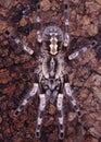 Big female of ornamental Tarantula or montane tiger spider