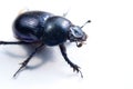 Big female stag-beetle Royalty Free Stock Photo