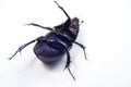 Big female stag-beetle Royalty Free Stock Photo