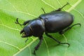 Big female stag-beetle on leaf Royalty Free Stock Photo