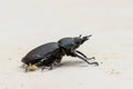 Big female stag beetle Lucanus cervus on terrace tiles. Royalty Free Stock Photo