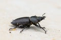 Big female stag beetle Lucanus cervus on terrace tiles. Royalty Free Stock Photo