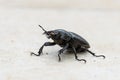 Big female stag beetle Lucanus cervus on terrace tiles. Royalty Free Stock Photo