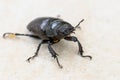 Big female stag beetle Lucanus cervus on terrace tiles. Royalty Free Stock Photo