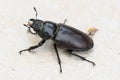 Big female stag beetle Lucanus cervus on terrace tiles Royalty Free Stock Photo